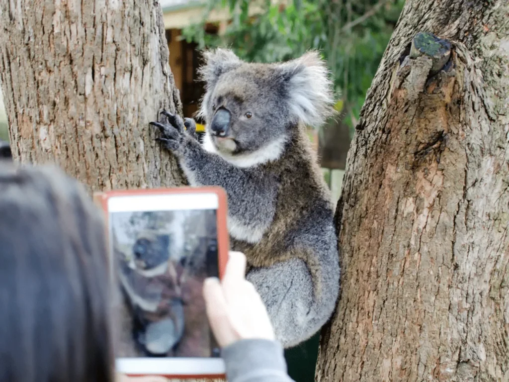 Koala