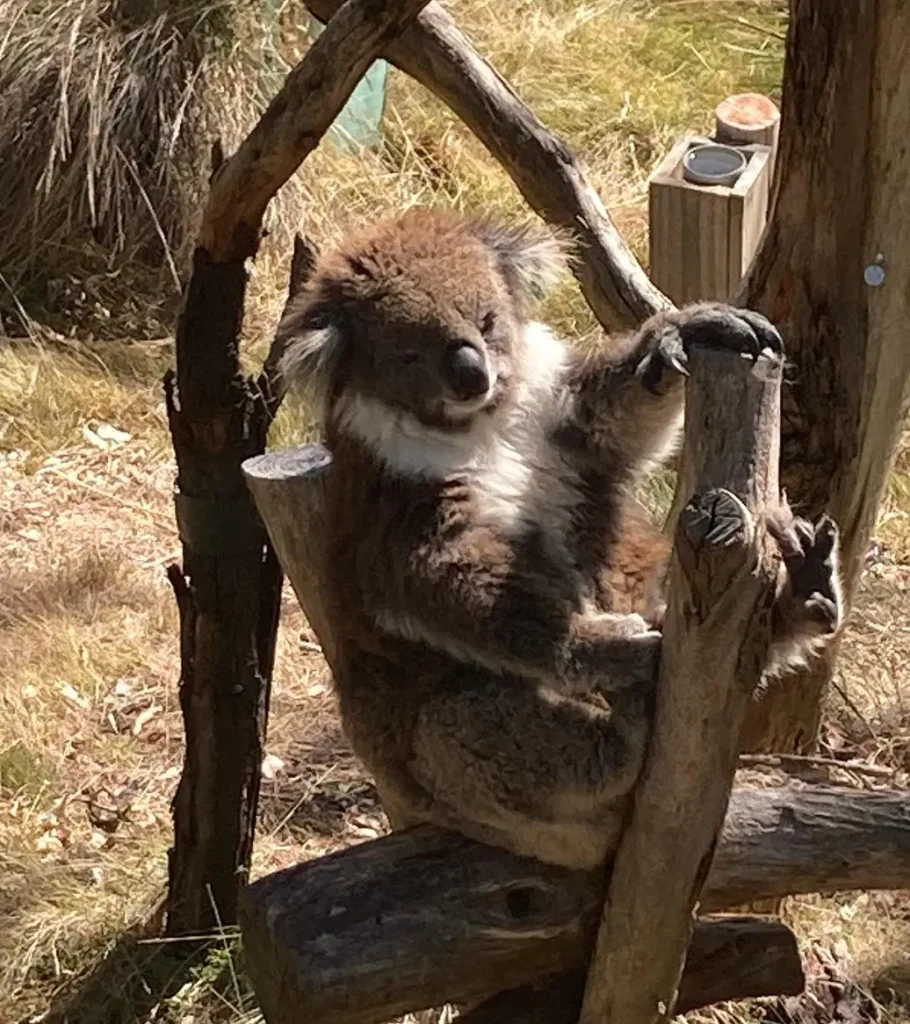 Koala Conservation Reserve