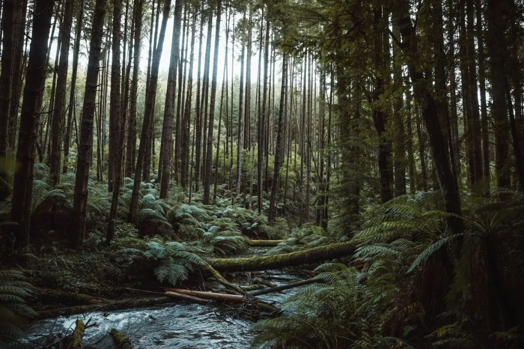 Otway National Park