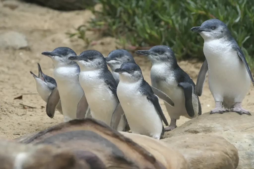 Phillip Island Penguin Parade