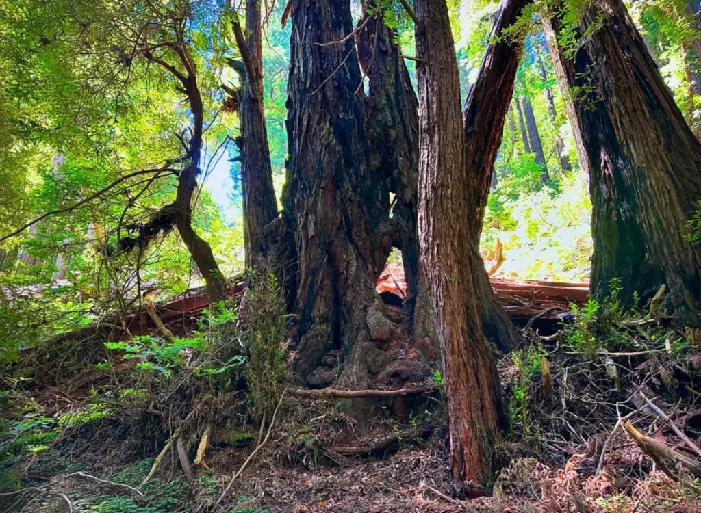 Redwood Forest