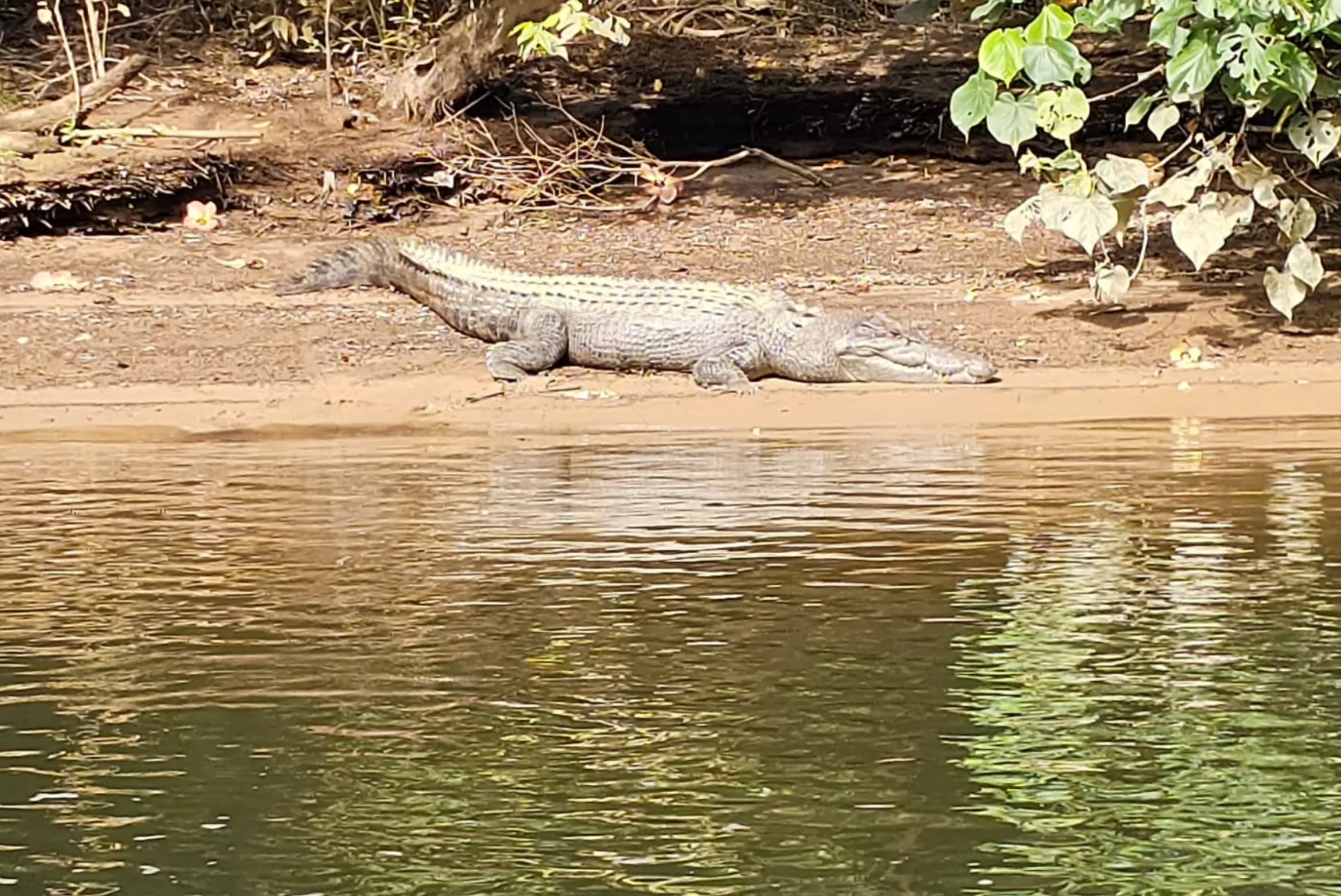 comprehensive crocodile