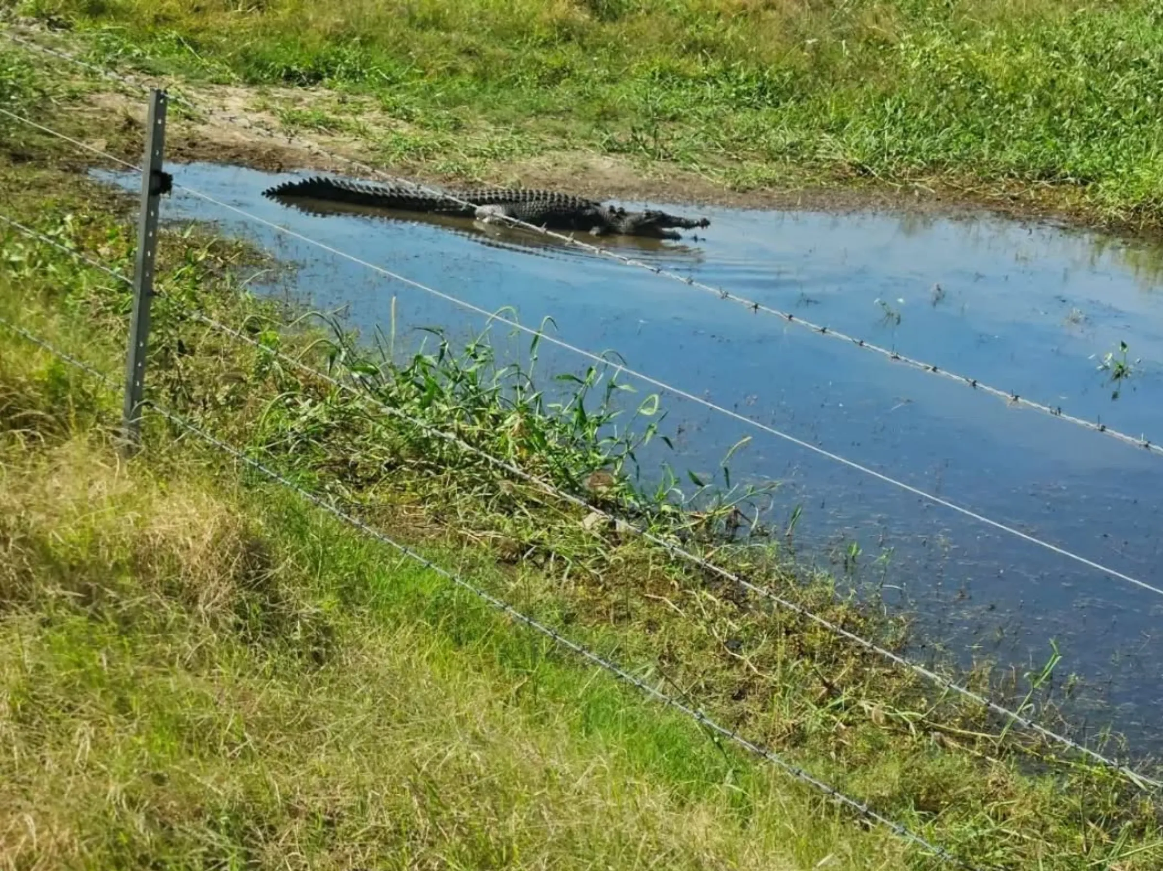 crocodile species
