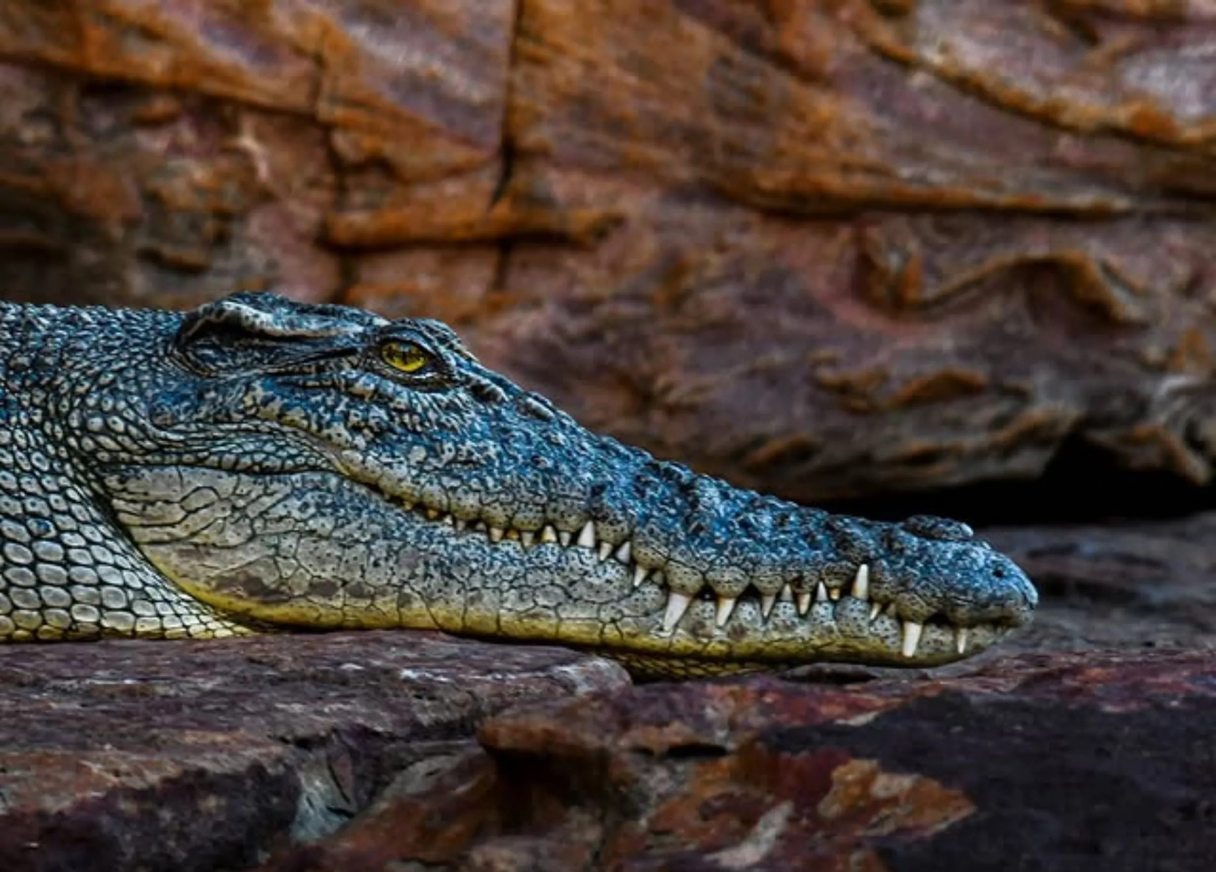 Read more about the article Katherine Gorge Crocodile Safety