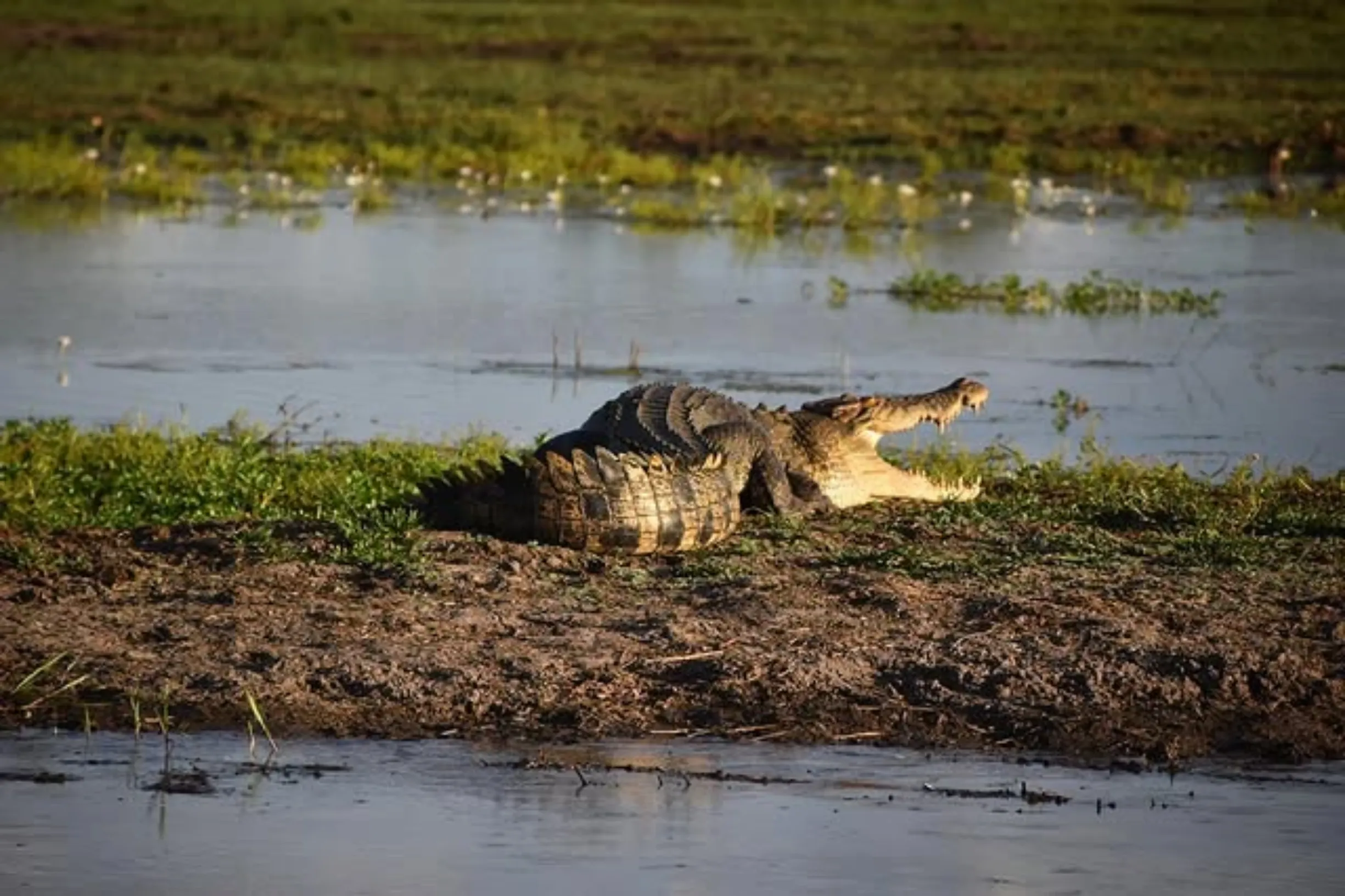 Saltwater crocs