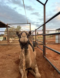 Read more about the article What Animals Live in Uluru?